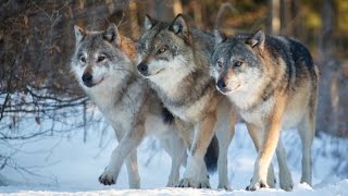 Organización de una manada de lobos - www.tispain.com