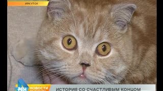 Чудесное спасение кота Тобика после пожара в иркутской зоогалерее Чудесное спасение кота Тобика после пожара в иркутской зоогалерее