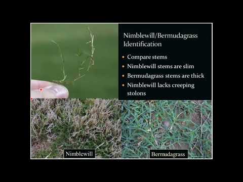 Nimblewill and Bermudagrass Identification