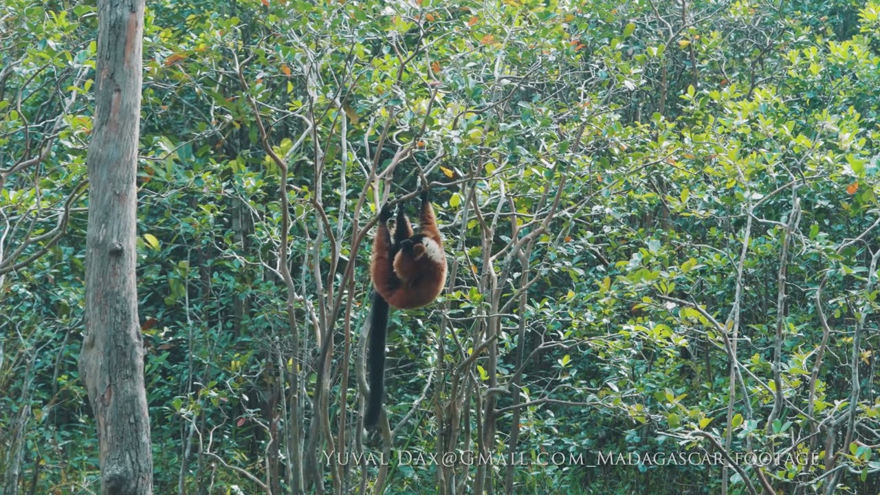 Red ruffed lemur (Varecia rubra) / Madagascar 2024