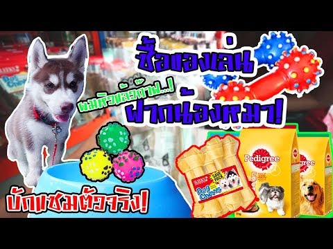 ซื้อของเล่นฝากน้องหมา รับขวัญสมาชิกใหม่ครอบครัว ไซบีเรียน