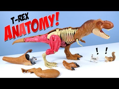 mattel jurassic world stem tyrannosaurus rex anatomy kit