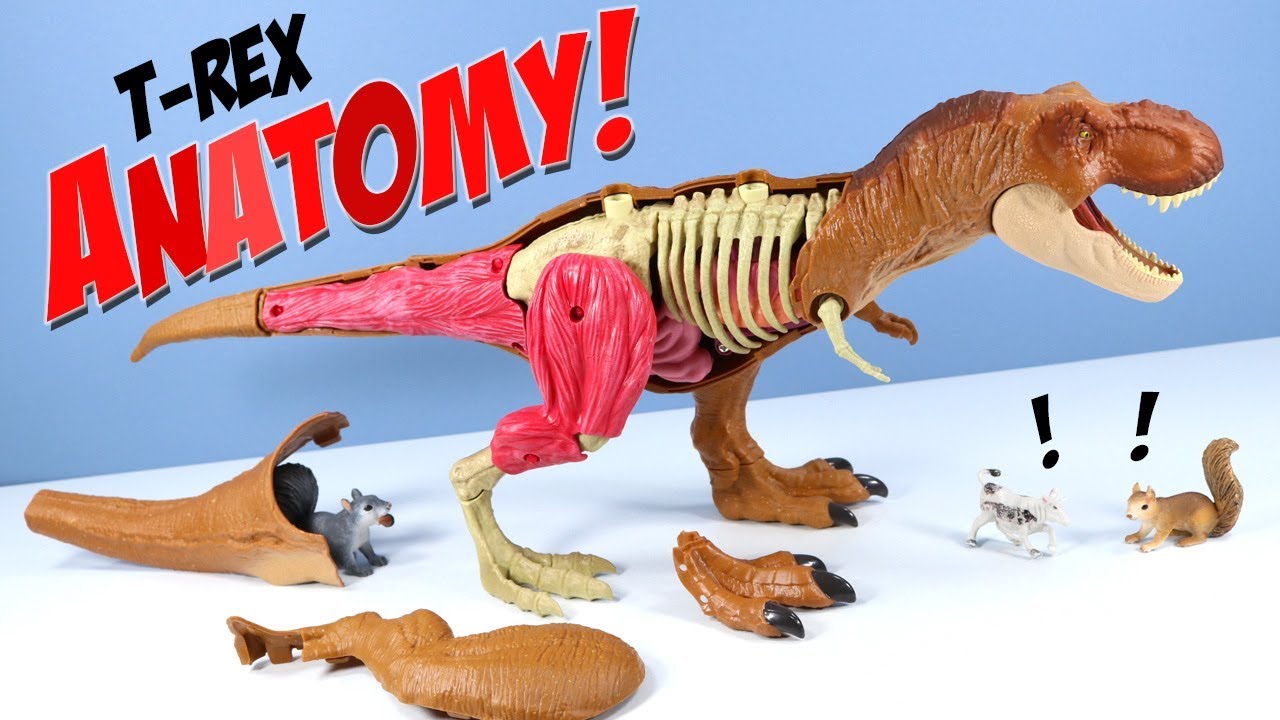 mattel jurassic world stem tyrannosaurus rex anatomy kit