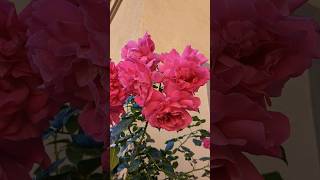 Grande Dame Patio Rose rose roses rosegarden gardening garden viral shorts  viralvideo