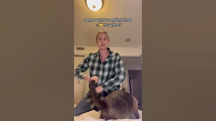 Video 6553441: funnycats catmeow pets, cat pets funnycats, pets funny catmeow