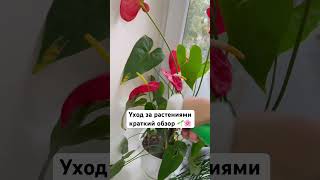 #мамавдекрете #уютвдоме #творимвместе #растёмвместе #осень2025 #xeniamoments #уходзарастениями
