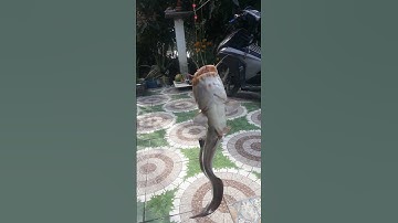 Câu cá ngát sông nước Cần Giuộc