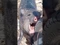 pig eating tyre. angry pig