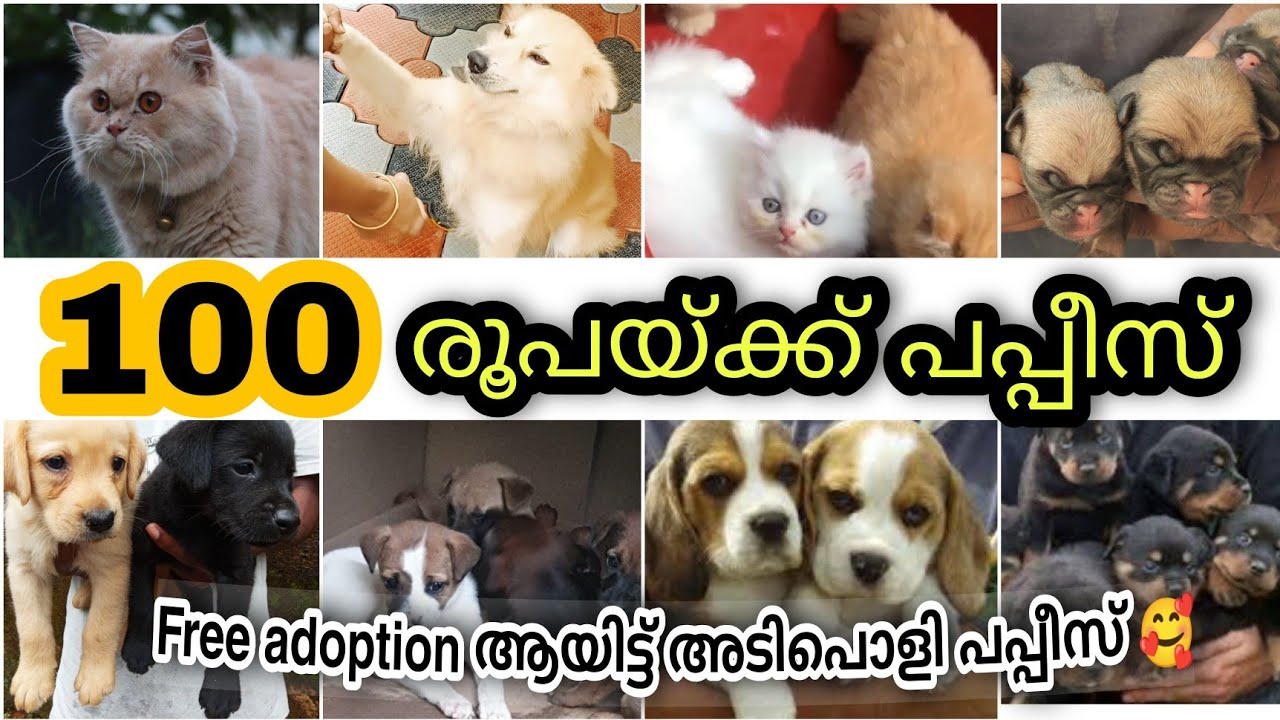 100 രൂപ മുതൽ പപ്പീസ് 😱 Kittens puppies pets Sale in Kerala Low