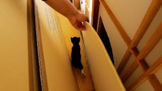 子猫部屋の○○がとんでもない状態に😱🐈🐈【道路のずぶ濡れ子猫保護15日目】 by Pastel Cat World II【セカンドチャンネル】 29,049 views 2 months ago 2 minutes, 36 seconds