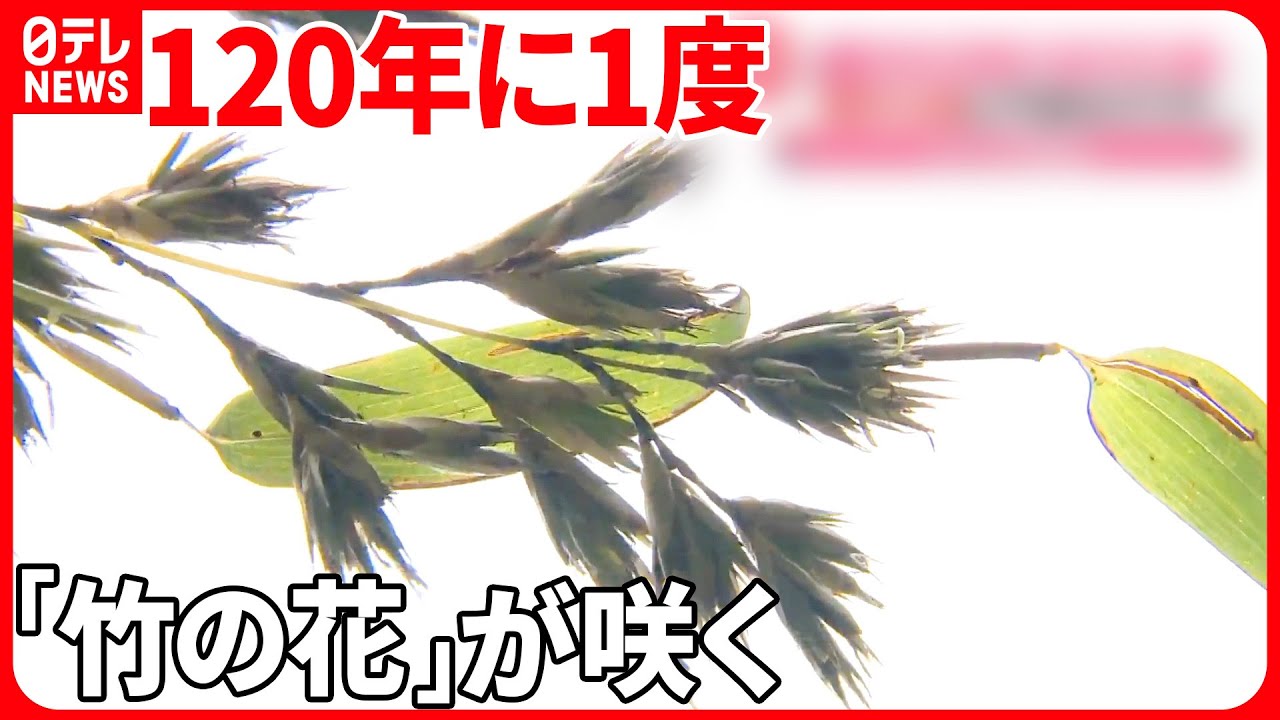 竹の寿命は何年: 竹の年齢の見分け方 , 3 竹を知りつくした職人に学ぶ!竹の栽培と匠の技 – KRCTV