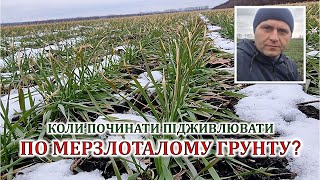 Коли починати підживлювати по мерзлоталому грунту?