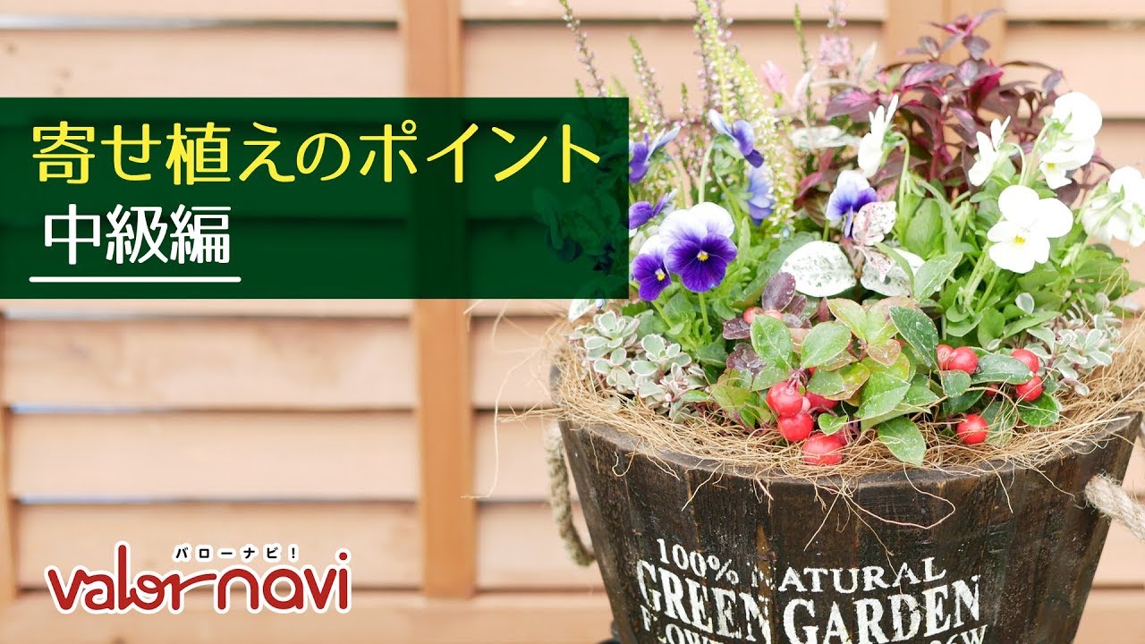 初心者でも簡単! 冬の寄植え-中級編- - YouTube