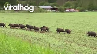 Family Of Wild Boars Crosses Road || Viralhog