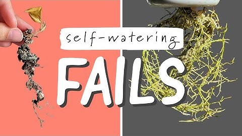 Avoid these 3 mistakes with self-watering pots | grow happy hoyas and make your life easier