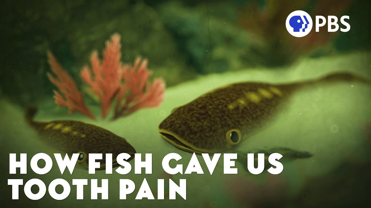 Sensitive Teeth? Blame This Fish