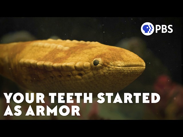 Video: Your Teeth Went From the Outside In