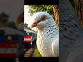 The story of a pigeon making a nest on the train and laying lots of eggs 😭 #ai #pigeon #shorts