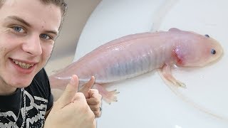 Comment transformer un axolotl en salamandre ?