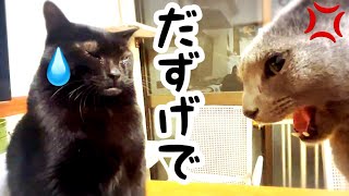 虐める猫、虐められる猫、かばう猫【保護猫多頭飼い】