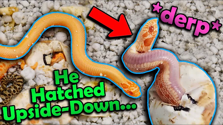 Albino SUPERCONDA Hognoses Hatching!