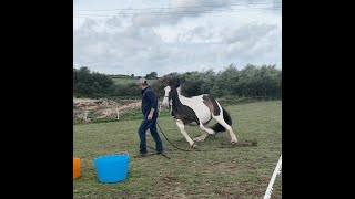 Huge horse terrified of snakes!! how can i help?