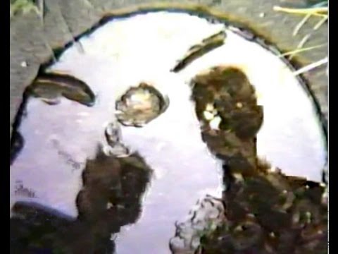 Psyche - Misery (Official Video)