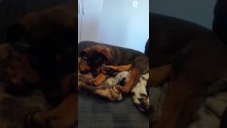 Hemi snores