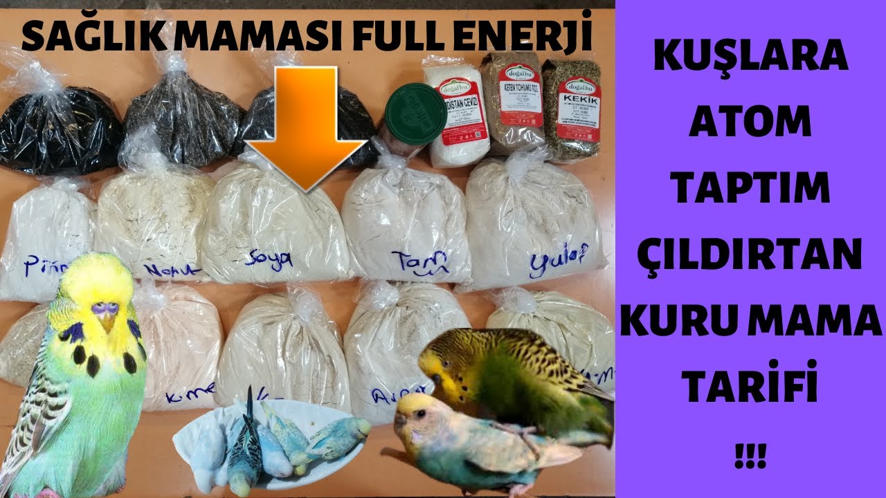 MUHABBET KUŞU İÇİN KURU MAMA TARİFİ KUŞLARI COŞTURUYOR YOK BÖYLE BİŞE!