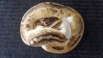 Unboxing 3 ball pythons! 1.0 Killer pied,1.0 banana enchi,0.1 enchi From PythonsRUs