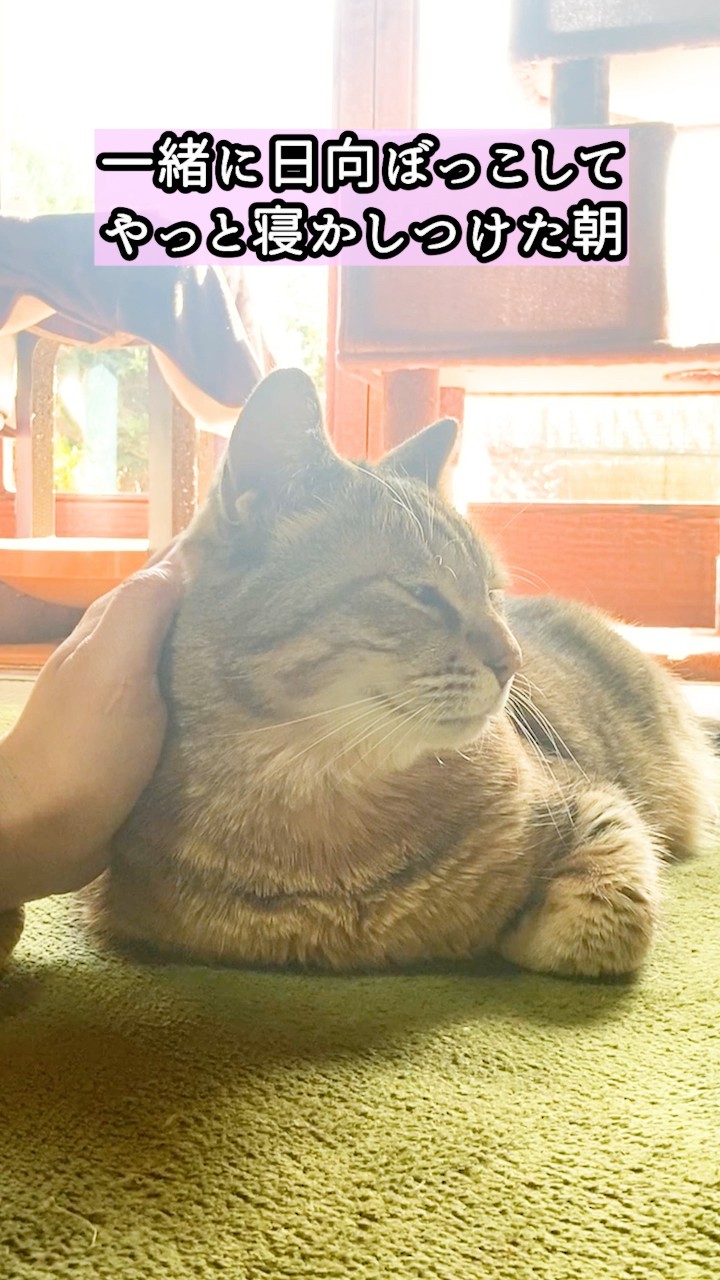 猫ッチョファミリー - YouTube