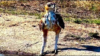 Young African Hawk Eagle hunting at the pan at Djuma Cam 10/26/25