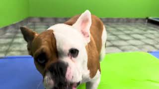 Hounds Town Aurora Daily Daycare - July 13th 2026