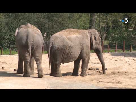 Les animaux du Zoo de La Palmyre face au coronavirus Les animaux du Zoo de La Palmyre face au coronavirus