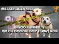 BINGO KENNEL'S GR CH BOOGIE BOY (5XW) POR