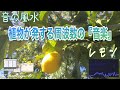 【目覚め・上昇・才能・浄化・集中・行動・成功・生命力・ﾊｰﾄﾁｬｸﾗ・528Hz】元気と閃きをくれる『レモン』が奏でる『音の風水』♪（Part 79）