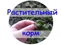 Растительный корм