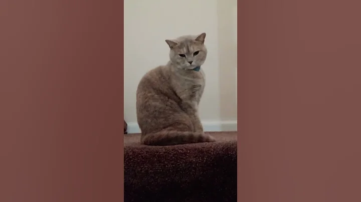 Watch the video about My lovely British short hair cat Lily