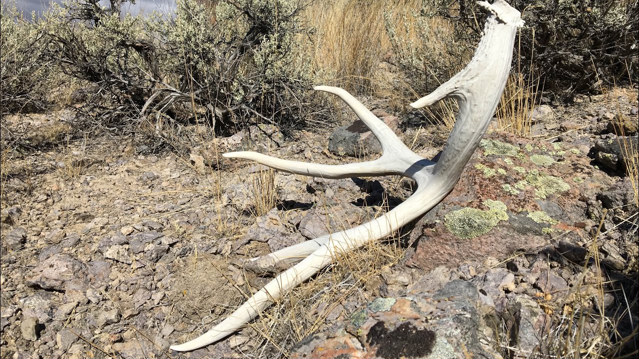 SHED HUNTING NEVADA WITH JORDAN 2018 