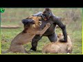 17 most merciless battles between wild animals