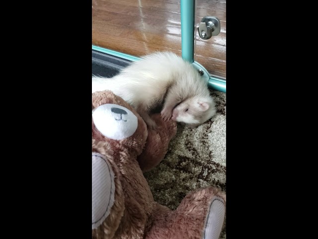 6 week old Skunk playing with teddy bear class=