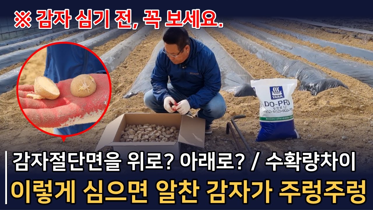 [총정리] 감자심는방법, 감자심는시기, 감자심는간격, 감자심는깊이, 감자재배법