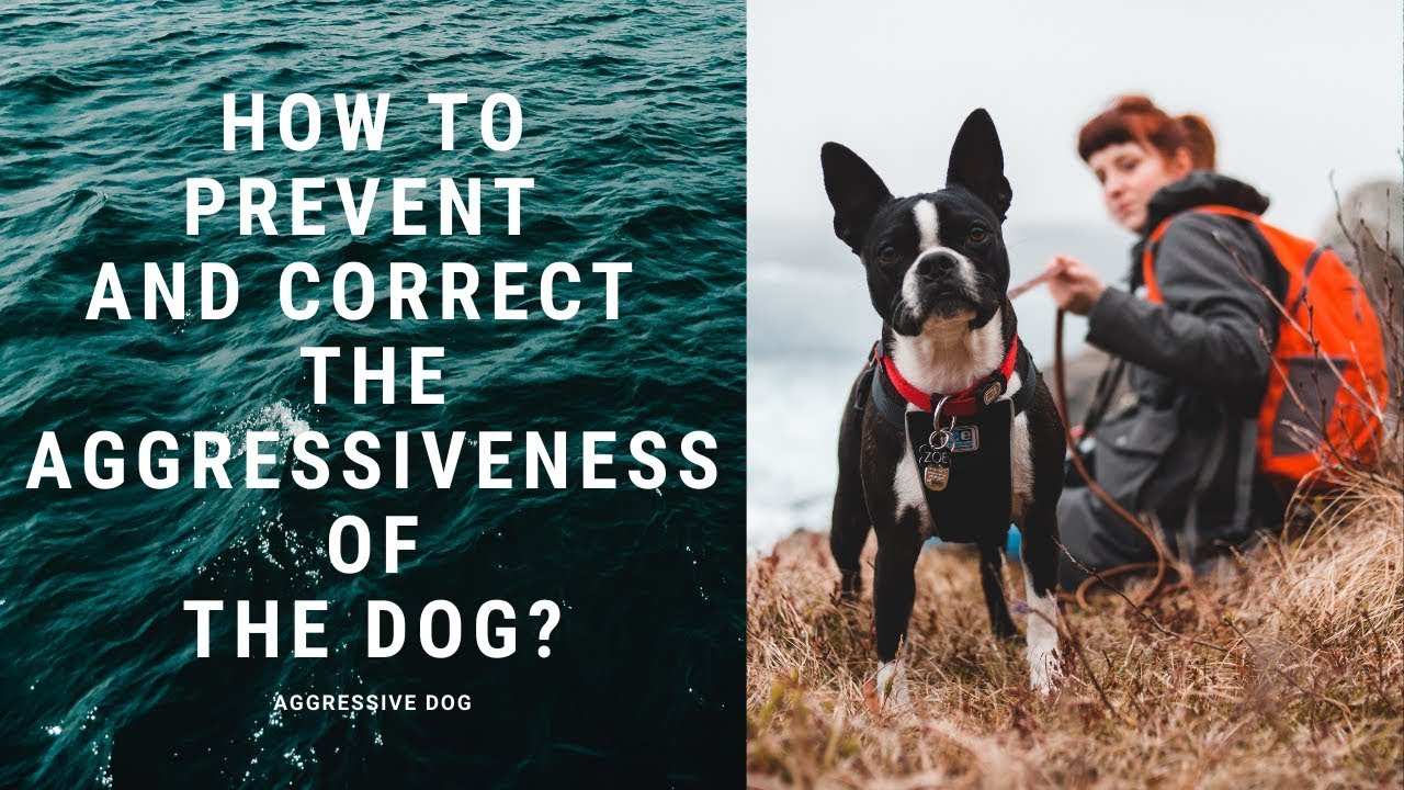 Dog behavior disorders - Aggressive dog: How to prevent and correct the ...