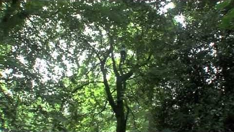 Marina Tree Climbing