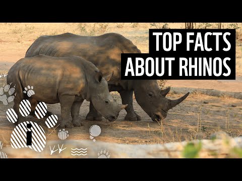 Top facts about rhinos | WWF