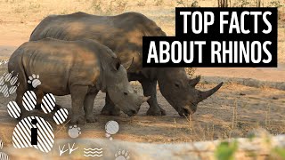 Top facts about rhinos | WWF