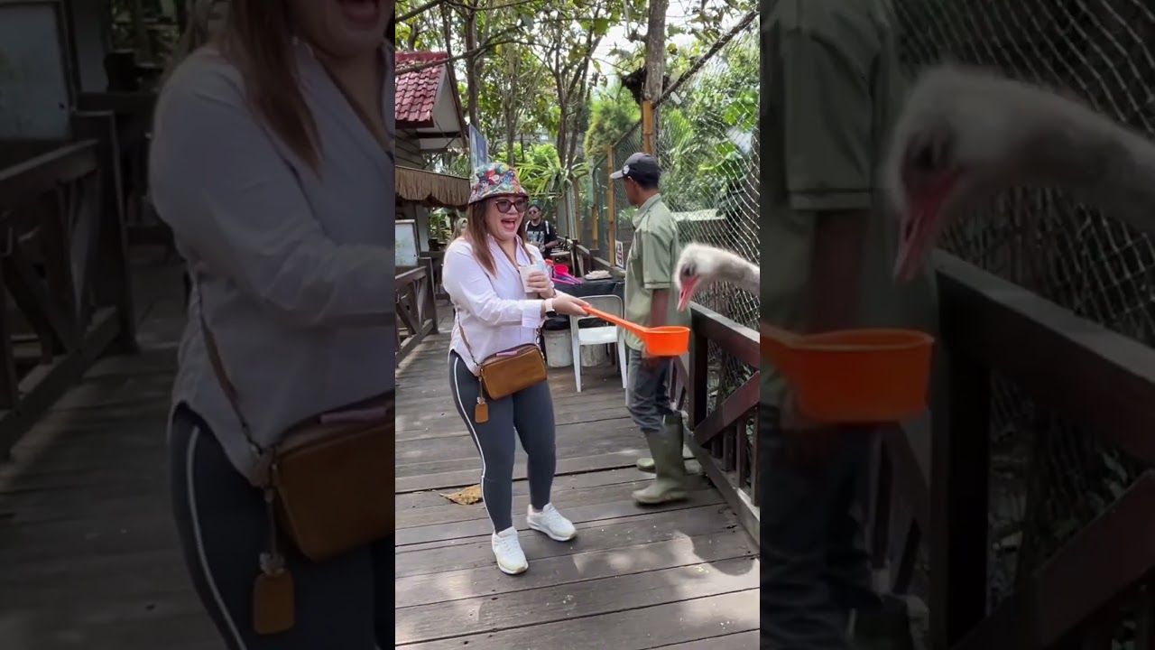 Ngasih Makan Ostrich (Burung Onta) 