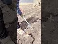 The Smartest Way to Uproot Corn Stalks