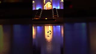 Birds Of Instagram -