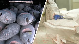 1日あたり25トンのマグロを解体する。創業300年、日本のシーフードファクトリー【工場見学】tuna factory マグロ大量生産